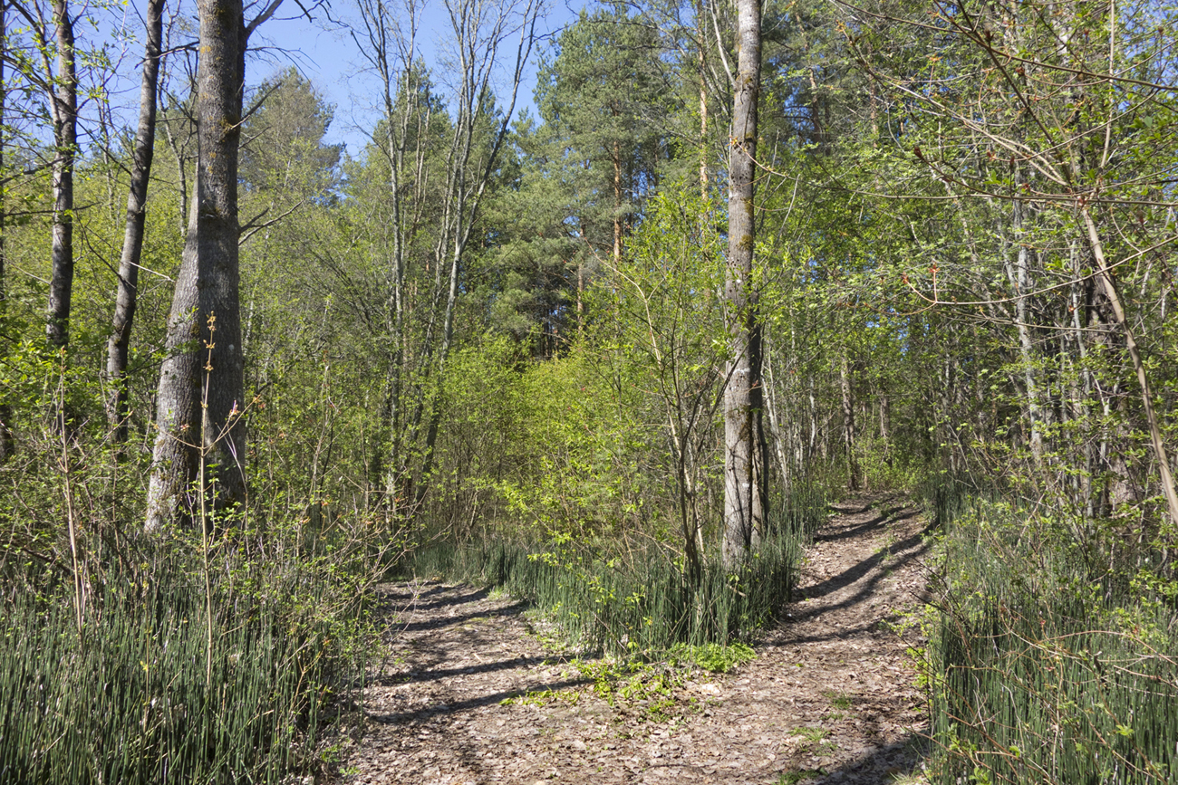 I_Tee_Linnamae_hej_tammi_juurest_p6hja_poole_09_05_2018_01-3v.jpg